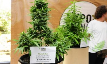 Primera feria de cannabis en Uruguay supera expectativas