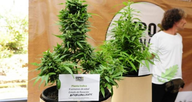 Primera feria de cannabis en Uruguay supera expectativas