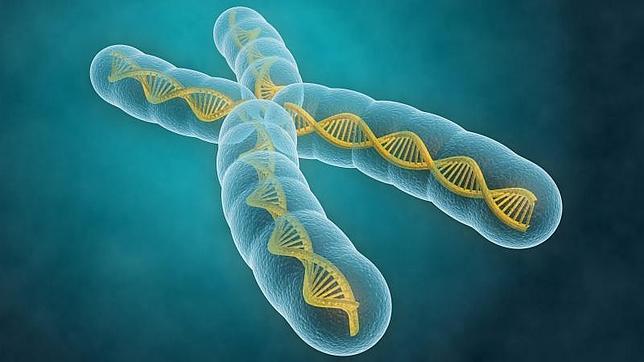 El tabaquismo promueve la pérdida del cromosoma Y, rasgo asociado a un mayor riesgo de cáncer en hombres
