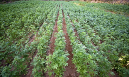 Chauen hace su primer envío de cannabis regulado