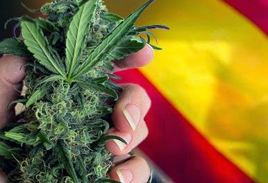 España no se plantea por el momento legalización de marihuana