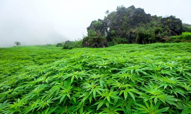 Colombia saca músculo en el mercado del cannabis medicinal y pone en alerta a Canadá