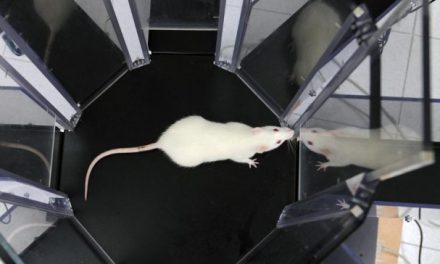 Las ratas dejan el estado de embriaguez con la hormona del amor, según un estudio