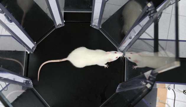 Las ratas dejan el estado de embriaguez con la hormona del amor, según un estudio