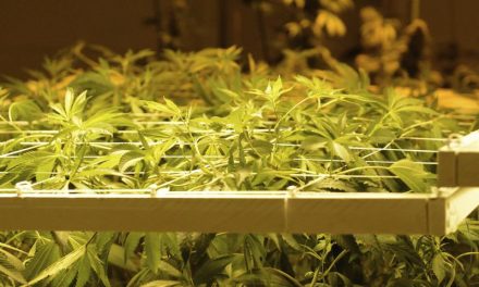 El Ministerio de Sanidad de Alemania muestra su oposición a la legalización del cannabis