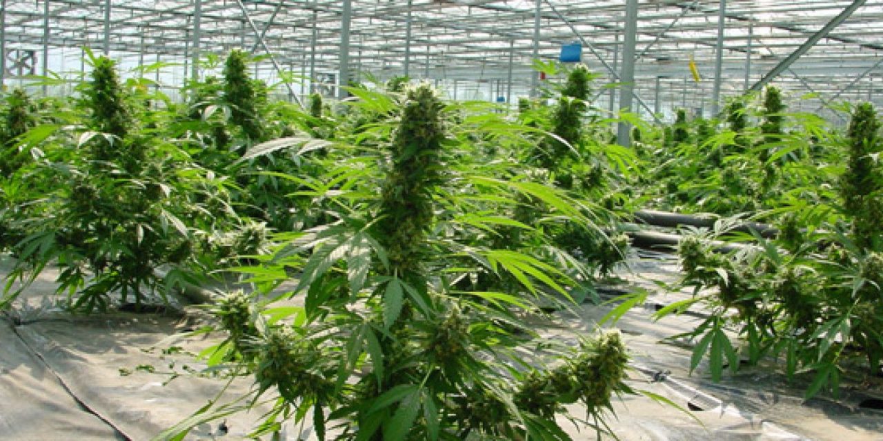 España cuadruplicará este año la producción legal de cannabis medicinal sin haber regulado aún su uso