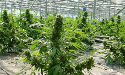 El gigante del cannabis en EEUU entra en España con la compra de una empresa con licencia para cultivar