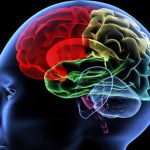 cerebro