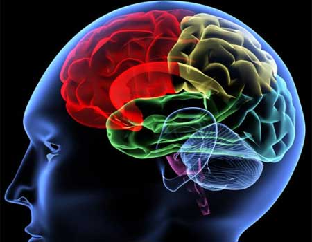 ¿Cómo actúan las drogas en el cerebro?