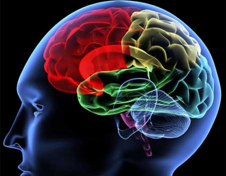 Nuevas revelaciones sobre cómo actúa la cocaína en el cerebro