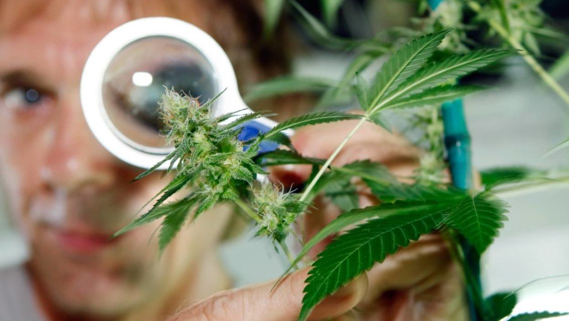 Brasil facilita la importación de derivado de la marihuana con uso médico