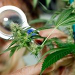 marihuana cannabis
