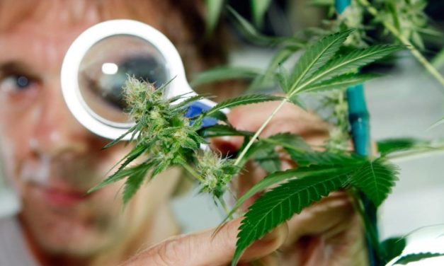 Brasil facilita la importación de derivado de la marihuana con uso médico