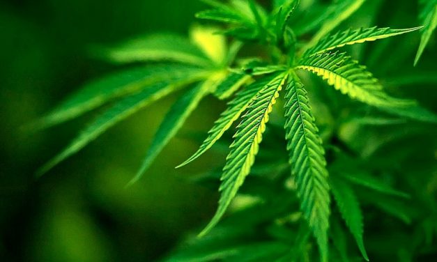 El cannabis tiene una eficacia terapéutica limitada