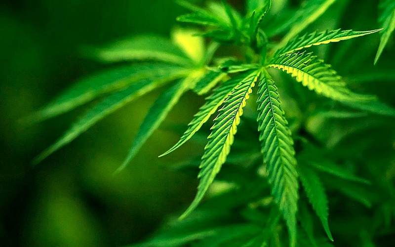 Cannabis: ¿alternativa o negocio?