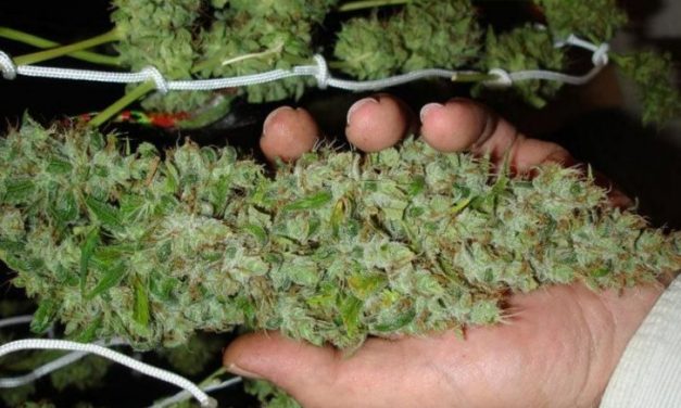 El cannabis sintético ya está aquí