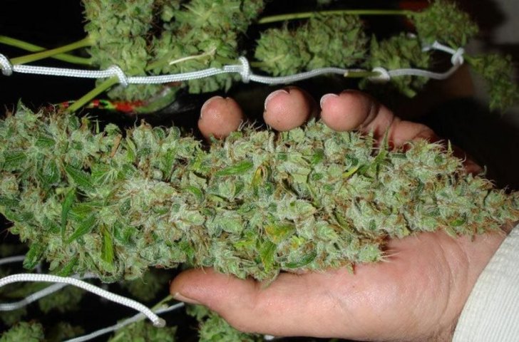 El cannabis sintético ya está aquí