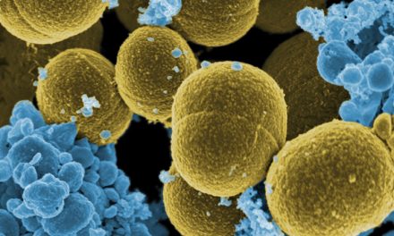 Descubren que un compuesto del cannabis puede ser útil en la lucha contra las superbacterias
