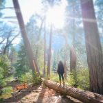 bosque arboles