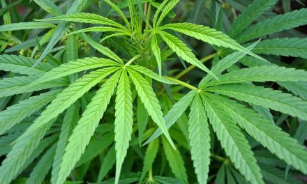 Un nuevo método predice la identidad genética del Cannabis a partir de sus hojas