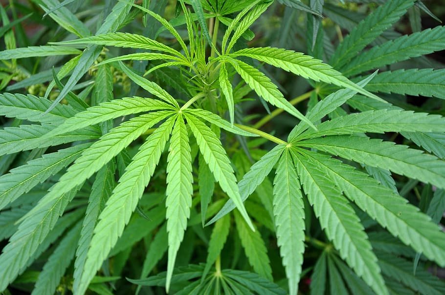 Un nuevo método predice la identidad genética del Cannabis a partir de sus hojas
