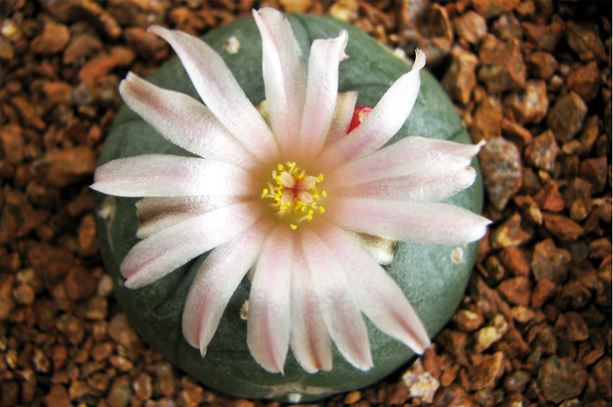 Peyote. Un cactus con alma