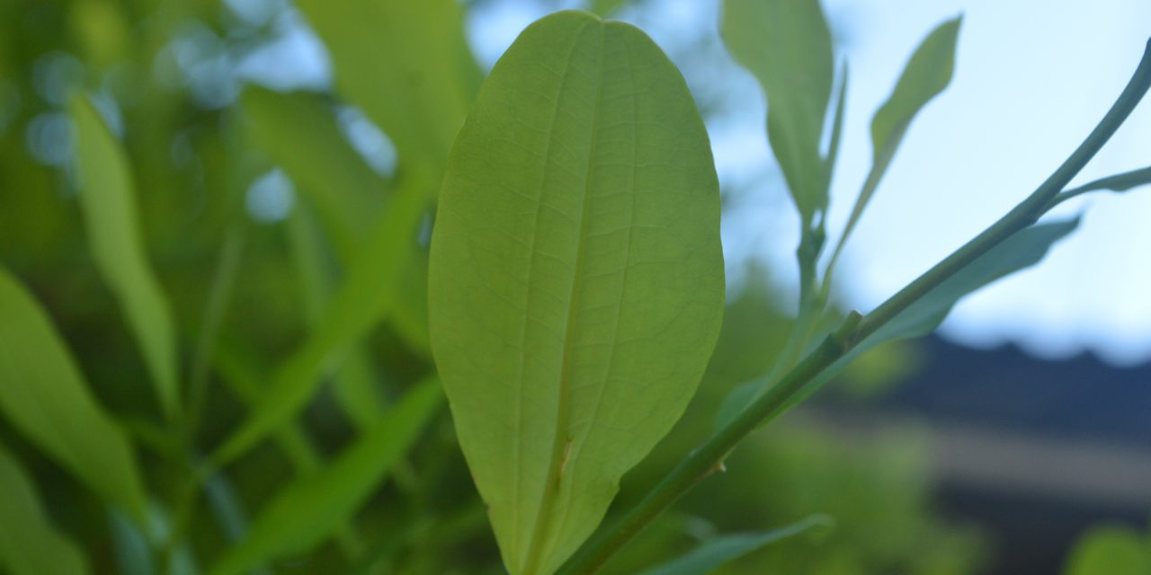 Coca. Una planta con un pasado presente