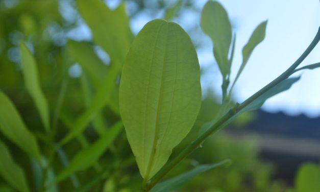 Coca. Una planta con un pasado presente