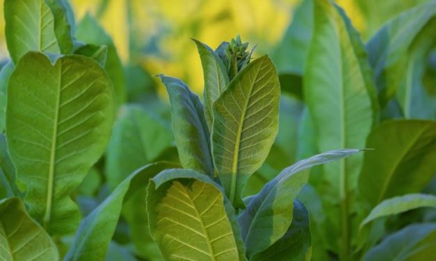 Científicos identifican otra planta distinta al tabaco que fumaban los mayas