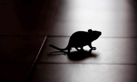 La ketamina vuelve a las ratas macho menos ‘alcohólicas’