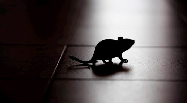 Investigadores consiguen prevenir la recaída de ratones adictos controlando una región del cerebro