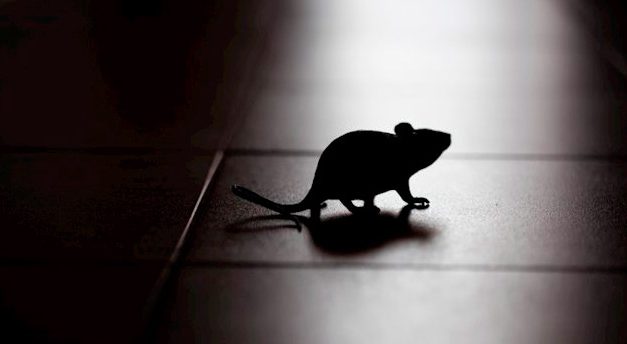 Los efectos del estrés en ratones ayudan a evaluar la tendencia al consumo de drogas
