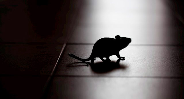 Los efectos del estrés en ratones ayudan a evaluar la tendencia al consumo de drogas