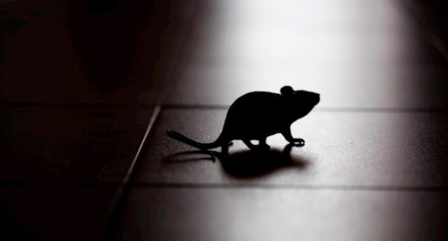 Investigadores consiguen prevenir la recaída de ratones adictos controlando una región del cerebro