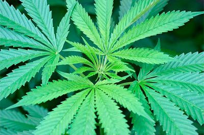 Sobre coronovirus y cannabis, declaración de la IACM