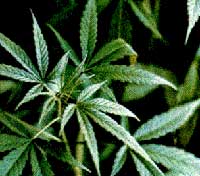 Un derivado de la marihuana para el Alzheimer