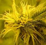 Comenzará en España un ensayo con un derivado del cannabis.