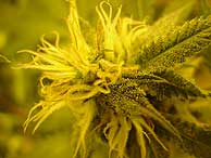 Comenzará en España un ensayo con un derivado del cannabis.