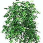Todavía no se sabe si el cannabis mata