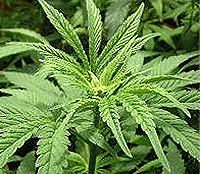 Un derivado sintético del cannabis útil en el tratamiento del dolor