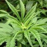 Gran Bretaña iguala la marihuana a los tranquilizantes