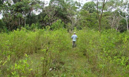 Colombia: La realidad del cultivo ilegal de coca