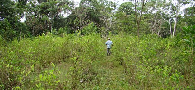 Colombia: La realidad del cultivo ilegal de coca