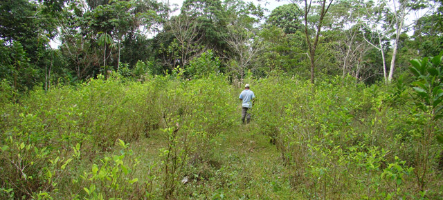 Colombia: La realidad del cultivo ilegal de coca