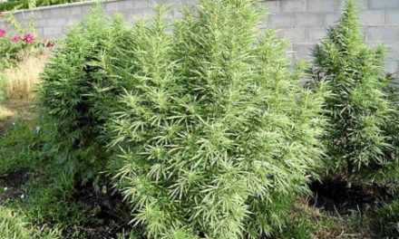 Más de la mitad de los estadounidenses, a favor de legalizar la marihuana