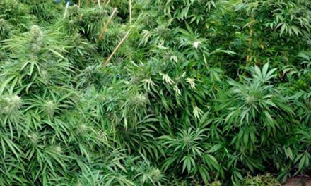 Uruguay venderá marihuana a un dólar