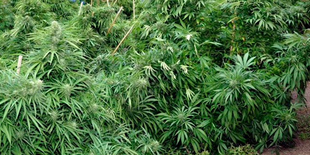 Uruguay venderá marihuana a un dólar