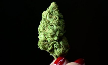 Un protector natural en el cerebro contra los daños del cannabis