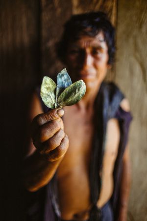 Un campesino enseña hojas de coca ya secas y preparadas para mascar. /SERGIO CARO