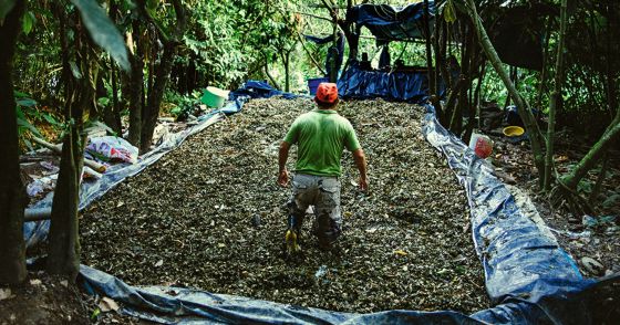 Parte del proceso de la hoja de coca para su conversión en pasta base. / SERGIO CARO